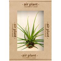 Microgarden Air Plant Melanocrater